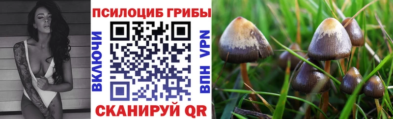 блэк спрут зеркало Ликино-Дулёво Галлюциногенные грибы GOLDEN TEACHER